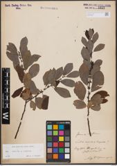 Foto von Salix aurita L. x Salix caprea L.